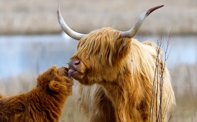 An adorable Highland cow is pictured getting the lick of love from its mum at Kinnordy nature reserve in Scotland on Thursday,  March 16, 2023. (Photo by Martin Mann/South West News Service)