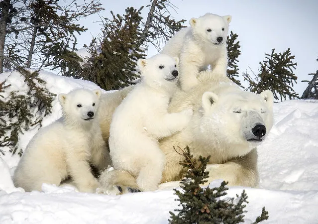 Rarely seen polar bear with three cubs. (Photo by David Jenkins/Caters News)