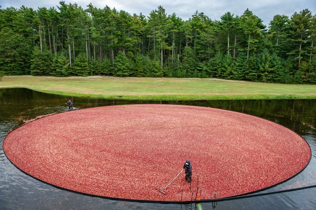 Farmhands harvest cranberries at the Hiller Bog in Rochester, Massachusetts on October 11, 2025. (Photo by Joseph Prezioso/Anadolu via Getty Images)