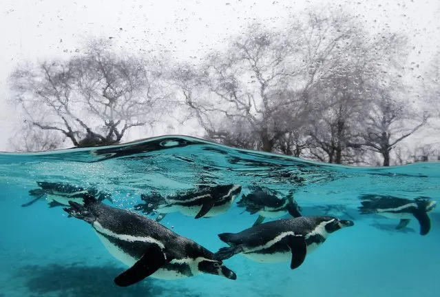 Penguins swim in their pool during the annual stock take at London Zoo, Monday, January 5, 2015. (Photo by Kirsty Wigglesworth/AP Photo)