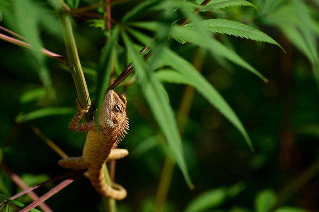 A lizard rests on a flowering branch in Kirtipur, Kathmandu, Nepal, on Tuesday, November 3, 2025. (Photo by Narayan Maharjan/NurPhoto/Rex Features/Shutterstock)