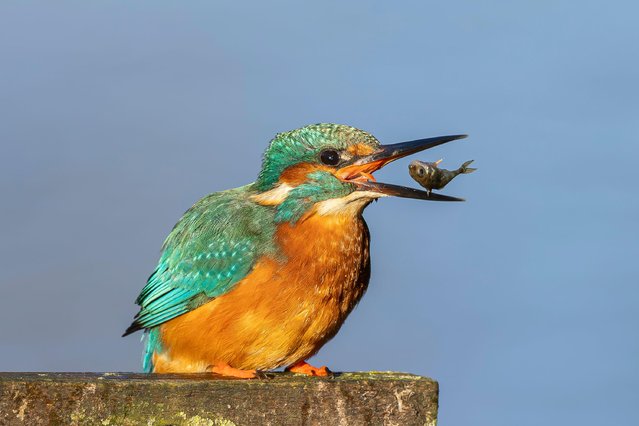 A kingfisher enjoys a spot of fishing in the Midlands in Kidderminster, UK on November 25, 2025 on a day of bright clear blue skies, despite temperatures remaining only a few degrees above freezing. (Phoot by Lee Hudson/Alamy Live news)