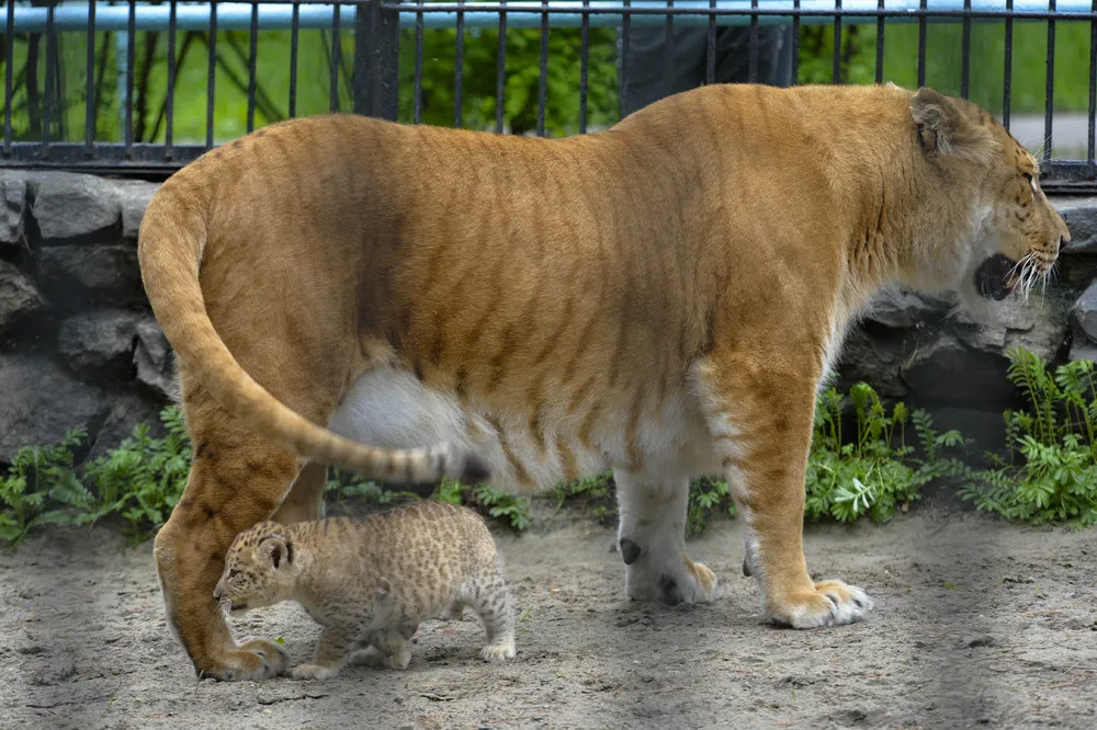 Three Little Liligers Cavort at Russian Zoo