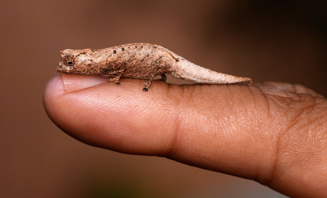 Brookesia nofy, the newly-discovered miniaturised species of leaf chameleon, September 2024. A tiny chameleon is big news in the world of lizards. Researchers have discovered a brand new species in a Madagascar forest. The newly named Brookesia nofy is described as a miniaturised species of leaf chameleon, measuring around 33 millimetres in length. A report on the species says it was found in the littoral forest of Madagascar's east coast, one of the most threatened habitat types of the island. The study authors, including Miguel Vences from Germany's Technical University of Braunschweig were alerted to the lizard's presence by tourist pictures posted on the web. Amazingly, their own search for the tiny species – evolved to blend in with foliage – was successful. The report concludes: “The discovery of B. nofy sp. nov. emphasizes the importance of conserving Madagascar's last remaining fragments of littoral forest”. The study has been published in ZooTaxa, a peer-reviewed scientific journal for animal taxonomists. (Photo by South West News Service)