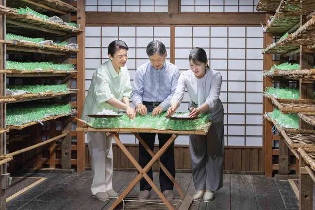 In this photo released by the Imperial Household Agency of Japan, Emperor Naruhito and Empress Masako, left, with their daughter Princess Aiko pull cocoons to raise silkworms on the Momijiyama Imperial Cocoonery at the Imperial Palace in Tokyo, on May 30, 2023. (Photo by Imperial Household Agency via AP Photo)