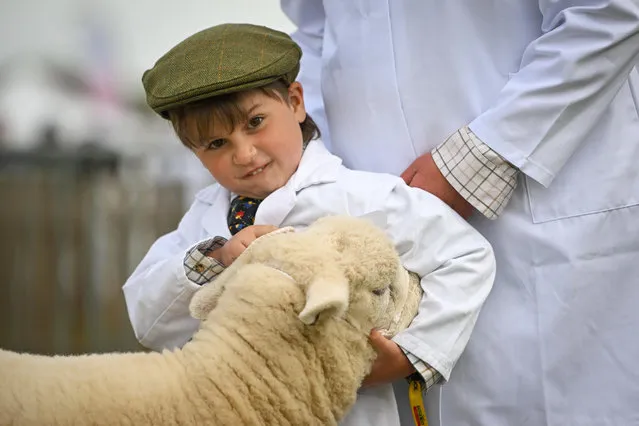 Sid Tucker (7) controls his Devon Closewool during judging at The Royal Bath And West Show, on June 01, 2023 in Shepton Mallet, England. The historic show is one of the oldest surviving agricultural shows in England taking place over four days. The first show took place in Taunton in 1852 and then toured the country for more than 100 years before a permanent home was found at Shepton Mallet in 1965. It gained its Royal Patronage in 1977. (Photo by Finnbarr Webster/Getty Images)