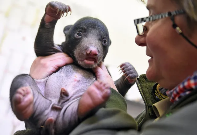 Eve Mueller-Deck from the veterinary team of the zoo in Leipzig, eastern Germany, examines on February 3, 2015 a male sloth bear baby. Sloth bear twins were born at the zoo on December 25, 2014. (Photo by Hendrik Schmidt/AFP Photo/DPA)