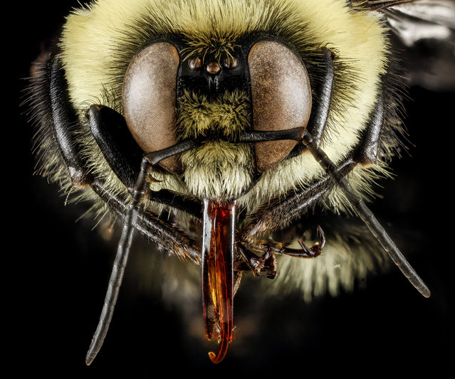 Bombus griseocollis, M, face, Philidelphia, PA. (Photo and caption by Sam Droege/USGS Bee Inventory and Monitoring Lab)