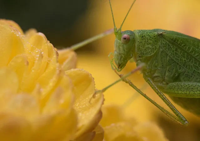 A grasshopper sitting on yellow flowers in Freiburg, Germany, 30 October 2016. (Photo by Patrick Seeger/AFP Photo/DPA)