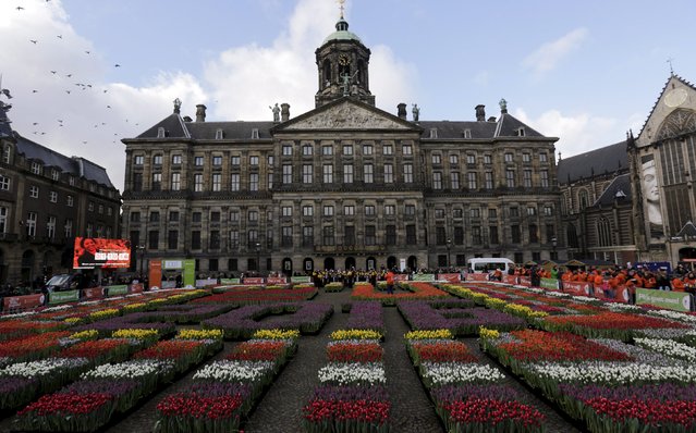 Tulips are seen placed in front of the Royal Palace at the Dam Square to celebrate the beginning of the tulip season in Amsterdam, the Netherlands January 16, 2016. (Photo by Michael Kooren/Reuters)