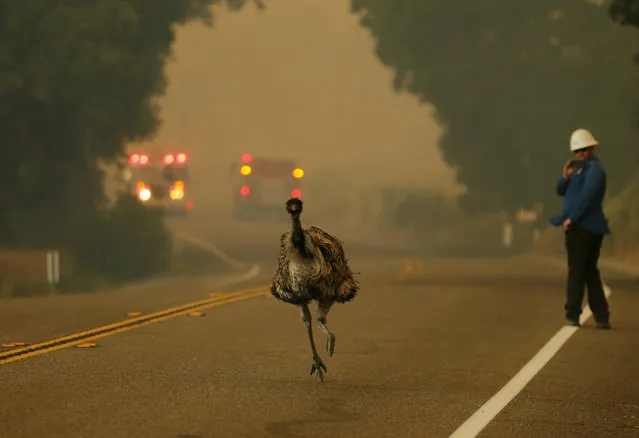 An emu runs to escape an approaching wildfire as it burns near Potrero, California, June 20, 2016. (Photo by Mike Blake/Reuters)