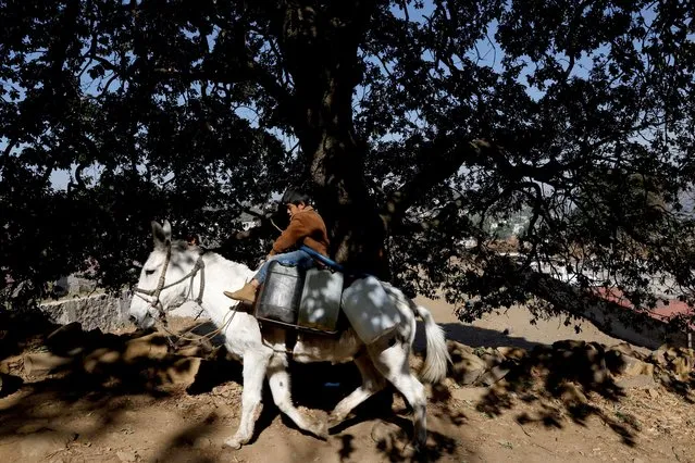 Angelito rides his donkey with water tanks to take to his family for daily use as Mexico City and the metropolitan area runs out of water as drought takes hold of the city of almost 22 million people in the municipality of Xochimilco in Mexico City, Mexico on April 19, 2021. (Photo by Carlos Jasso/Reuters)