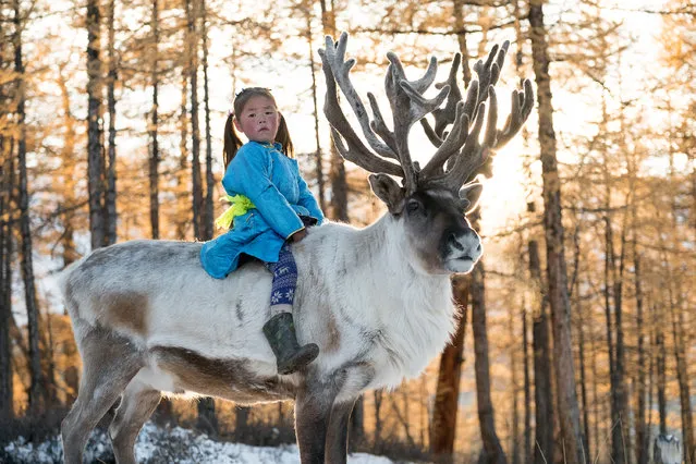 Uchraa is already well trained in riding the family reindeer in Altai Mountains, Mongolia, September 2016. (Photo by Joel Santos/Barcroft Images)
