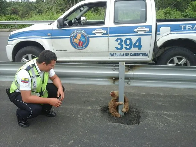 A transit police officer kneels next to a sloth holding on to the post of a traffic barrier on a highway in this handout photo provided by Ecuador's Transit Commission, in Quevedo, Ecuador on January 22, 2016. Transit police officers, who were patrolling the new highway found the sloth after it had apparently tried to cross the street and returned the animal to its natural habitat after a veterinarian found it to be in perfect condition, according to a press release. (Photo by Reuters/Ecuador's Transit Commission)