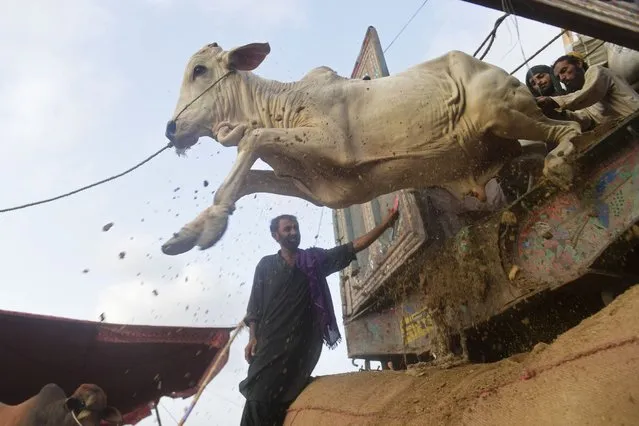 Traders unload cattle from a truck at a cattle market setup for the upcoming Muslim festival of Eid al-Adha in Karachi on July 6, 2021. (Photo by Asif Hassan/AFP Photo)