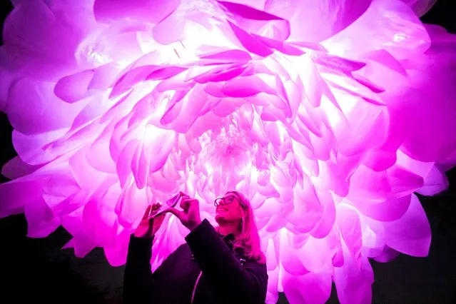 Amanda Fowles takes a photo of “Nectary” an installation by artist Alison Smith and scientist Dr. Chris Hassall that forms part of Light Up Wakefield 2023 in Ireland on Sunday, November 19, 2023. The illuminated flower, one of a number of giant glowing flowers in the Hepworth Wakefield's sunken garden, invites visitors to experience the world from the viewpoint of a pollinating insect. (Photo by Danny Lawson/PA Images via Getty Images)