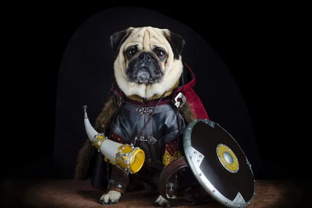 One of the pugs dressed up in full Lord of the Rings regalia. (Photo by Phillip Lauer/Barcroft Media)