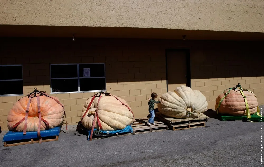 largest-pumpkin
