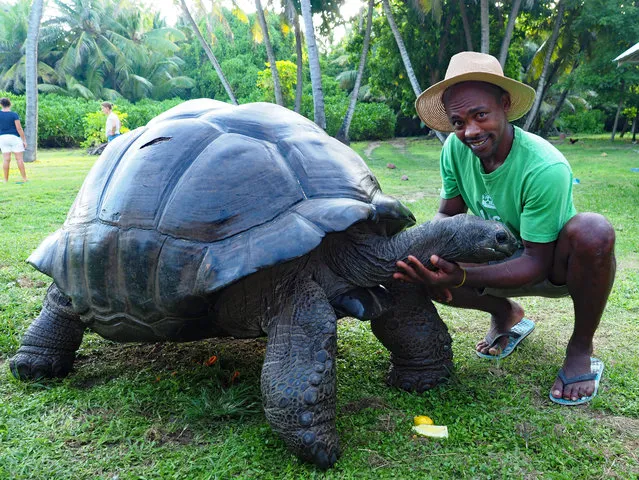 Esmeralda the World’s heaviest free roaming Giant Tortoise, Bird Island, Seychelles on February 21, 2019. The Royal Zoological Society say he broke the scales at 298kg (800lb) back in the 1980’s. He lives with 19 other smaller tortoises on the island. (Photo by Geoff Moore/Rex Features/Shutterstock)