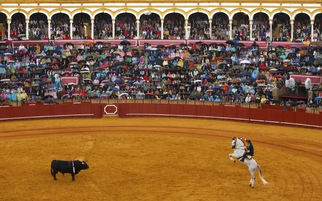 Spanish rejoneador (mounted bullfighter) Leonardo Hernandez performs during a bullfight at The Maestranza bullring in the Andalusian capital of Seville, southern Spain April 26, 2015. (Photo by Marcelo del Pozo/Reuters)