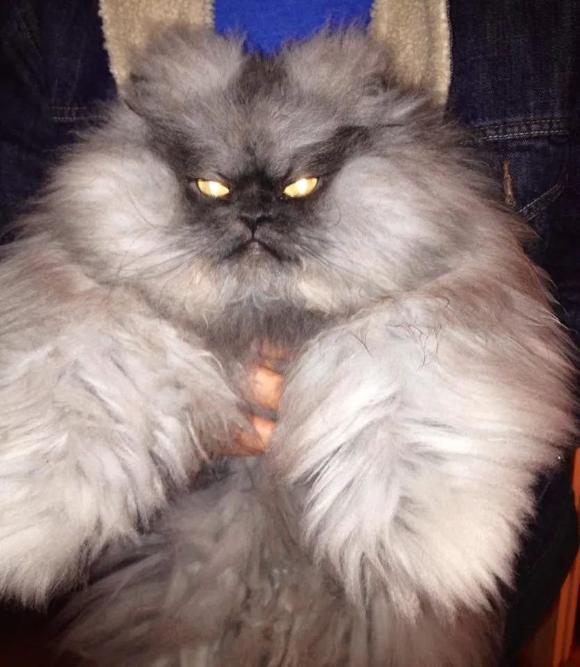 Internet Mourns Death of Colonel Meow