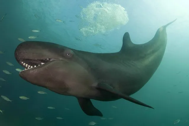 Smiley False Killer Whale