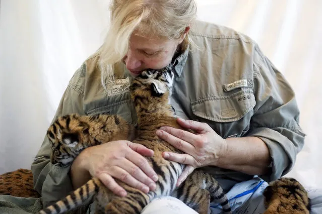 Head nursery keeper Dawn Strasser feeds newborn Malaysian tiger cubs at the Cincinnati Zoo & Botanical Gardens, Monday, February 13, 2017, in Cincinnati. Three cubs were born on Feb. 3 to 3-year-old Cinta, a first-time mother, in the zoo's captive breeding program. Zookeepers decided to intervene when Cinta failed to display her maternal instincts. “It's not uncommon for first-time tiger moms not to know what to do. They can be aggressive and even harm or kill the cubs”, said Mike Dulaney, curator of mammals and vice coordinator of the Malayan Tiger Species Survival Plan (SSP). “Nursery staff is keeping them warm and feeding them every three hours”. (Photo by John Minchillo/AP Photo)