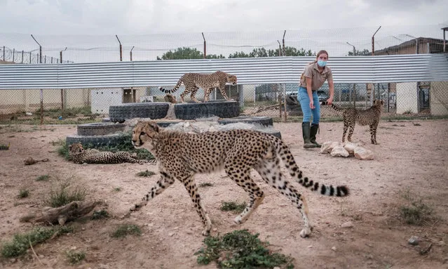 A volunteer of the Cheetah Conservation Fund plays with cheetahs in their cage in one of the facilities of the organisation in the city of Hargeisa, Somaliland, on September 17, 2021. Every year an estimated 300 cheetah cubs are trafficked through Somaliland to wealthy buyers in the Middle East seeking exotic pets Snatched from their mothers, shipped out of Africa to war-torn Yemen and onward to the Gulf, a cub that survives the ordeal can fetch up to $15,000 on the blackmarket It is a busy trade, one less familiar than criminal markets for elephant ivory or rhino horn, but no less devastating for Africa's most endangered big cat. (Photo by Eduardo Soteras/AFP Phoot)