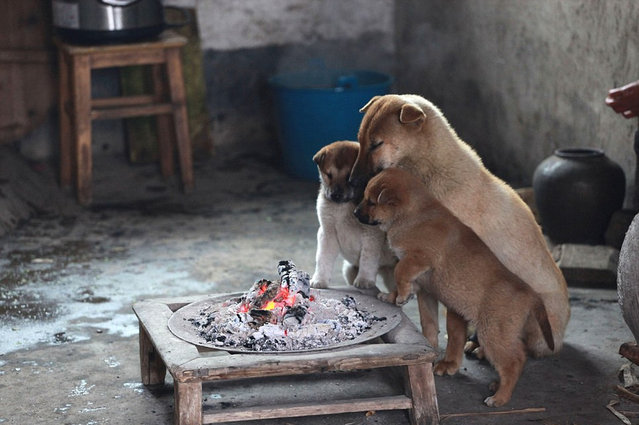 Puppies Around Fire Pit For Warmth