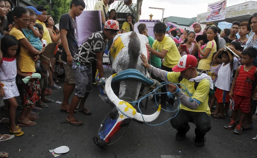 Carabao Festival in Northern Philippines