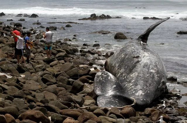 Tourists stand next to the carcass of a beached young gray whale, Eschrichtius robustus, lying on the shore of Popotla beach in Rosarito, Baja California state, May 11, 2015. The 15-meter (49-foot) and 14-ton gray whale is the second cetacean found dead on the coast of Baja California in less than a week, the other appeared four days ago in Playas de Tijuana, local media reported. (Photo by Jorge Duenes/Reuters)