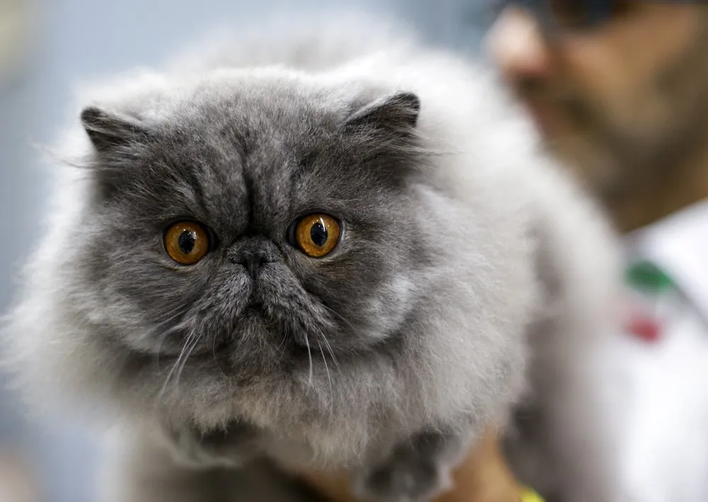 Cat Show in Rome