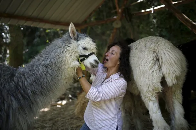 Lisa Vella-Gatt, 46, jokes with an alpaca in her farm near Benfeita, Portugal May 11, 2015. (Photo by Rafael Marchante/Reuters)