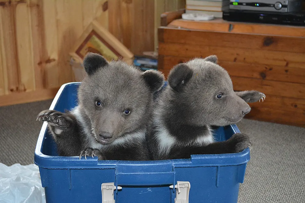 Couple Adopts Twin Bear Cubs Rejected by their Mother 