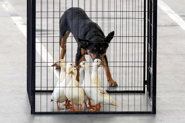 A dog herds ducks into a cage during a herding demonstration at the 148th Westminster Kennel Club Dog show, Saturday, May 11, 2024, at the USTA Billie Jean King National Tennis Center in New York. (Photo by Julia Nikhinson/AP Photo)