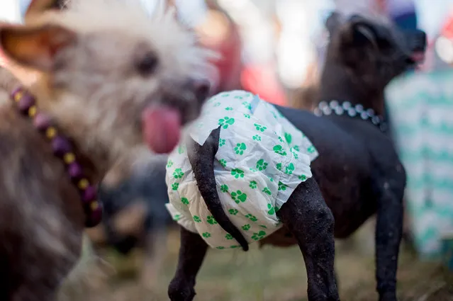 Boolah, a 17-year-old, wears a doggie diaper  while competing in the World's Ugliest Dog Contest at the Sonoma-Marin Fair on Friday, June 26, 2015, in Petaluma, Calif. (Photo by Noah Berger/AP Photo)