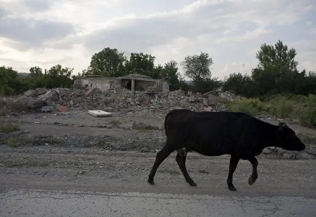 A cow walks past the ruins of a building in the abandoned village of Awnew (Avnevi) near Tskhinvali, the capital of the breakaway region of South Ossetia, Georgia, July 4, 2015. (Photo by Kazbek Basaev/Reuters)