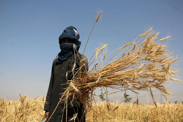 An Afghan farmer poses for a photo as they harvest wheat in Kandahar, Afghanistan, 27 May 2024. According to the Agriculture and Livestock Department officials in Kandahar, there has been an increase in wheat cultivation, with over 96,000 hectares planted, expected to yield over 360,000 tons. This follows the Afghan government's ban on poppy cultivation, which had previously been the dominant crop. As of late 2023, the United Nations Office on Drugs and Crime (UNODC) reported a 95 percent drop in Afghan opium poppy cultivation since the ban was enforced, leading to an estimated loss of more than one billion dollars for Afghan farmers. Many farmers have turned to wheat cultivation, but it does not generate as much income as opium. The UNODC called for urgent assistance to rural communities and investment in sustainable livelihoods away from opium. (Photo by Qudratullah Razwan/EPA/EFE)