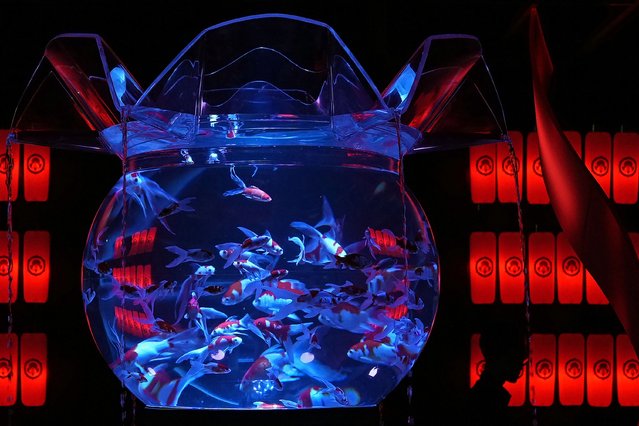 Goldfish swim at Obimai tank during a media event of the exhibition called “Summer Art Aquarium 2024” at a department store at Ginza district of Tokyo, Thursday, June 27, 2024. (Photo by Shuji Kajiyama/AP Photo)