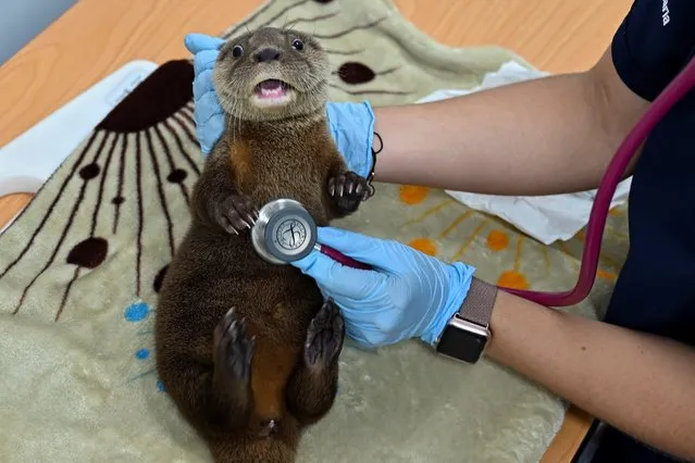 A vet examines a river otter (lontra longicaudis) of 6-weeks-old in the Animal Welfare Unit of the Zoo in Cali, Colombia, on October 22, 2019. (Photo by Luis Robayo/AFP Photo)