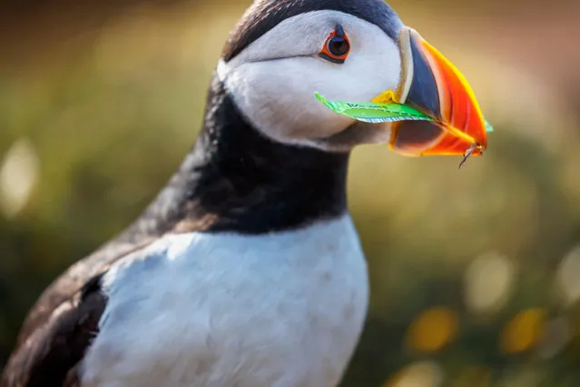 An Atlantic puffin (Fratercula arctica) carries a strip of green plastic rubbish collected for nesting material in its burrow on Skomer, west Wales. (Photo by Graham Prentice/Alamy Stock Photo)