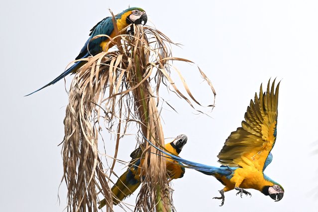 Macaws are pictured on a dried palm tree in Caracas on July 29, 2024. (Photo by Raúl Arboleda/AFP Photo)