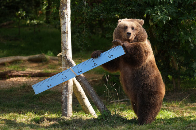 European Brown Bears are measured during the annual weigh in at ZSL Whipsnade Zoo in Bedfordshire, UK on Wednesday, August 21, 2024. An important part of their care, keeping track of the creatures' vital statistics helps zookeepers and veterinarians keep track of the health and wellbeing of all the animals at the conservation zoo. Photo by Joe Giddens/PA Images via Getty Images)