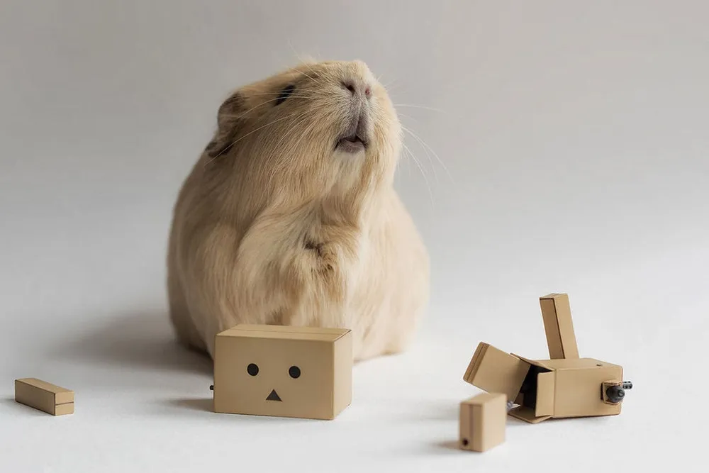 BooBoo the Guinea Pig