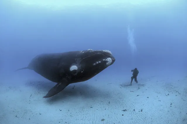 This popular image of a 45-foot, 70-ton right whale swimming beside a diver on the sea floor in the Auckland Islands has been published not only in the National Geographic magazine, but in several of our publications, including our commemorative “Around the World in 125 Years” book. (Photo by Brian Skerry)
