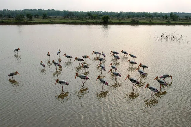 The flock of painted stork (Mycteria leucocephala) forage for food in Doddaballapur Lake on the outskirts of Bangalore on April 28, 2022. (Photo by Manjunath Kiran/AFP Photo)