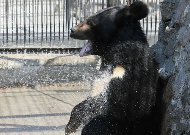 Yozhik, a male Himalayan bear, cools down under a stream of water sprayed by an employee in an enclosure on a hot summer day, with the air temperature at about 34 degrees Celsius (93.2 degrees Fahrenheit), at the Royev Ruchey zoo in Krasnoyarsk, Russia June 21, 2017. (Photo by Ilya Naymushin/Reuters)