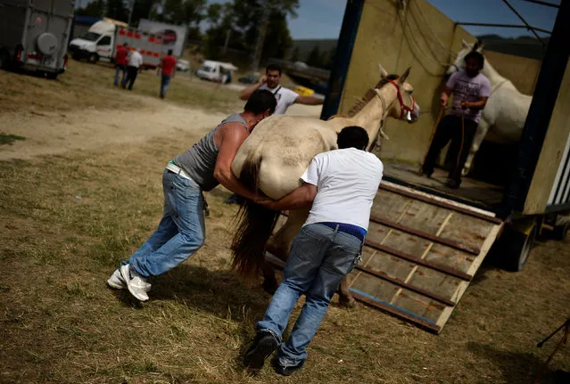 A horse is loaded onto a truck at the horse fair at the San Fermin festival in Pamplona, Spain July 7, 2017. (Photo by Vincent West/Reuters)