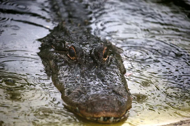 A captive alligator is pictured as it rains in Oviedo, Florida, U.S., June 18, 2016. (Photo by Carlo Allegri/Reuters)