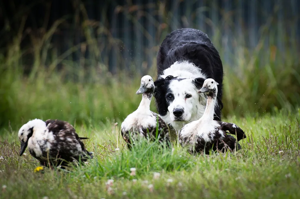 Kennel Club Dog Photographer of the Year 2016